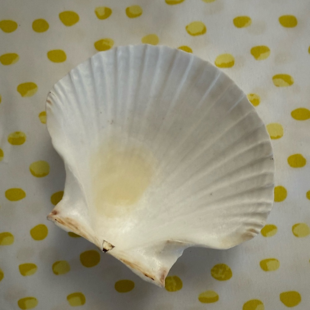 White Scallop Shell - Picture 4 of 4